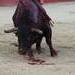 Buscan reiniciar corridas de toros en Nezahualcóyotl. ¡Protesta ya!