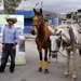 ¡Fin de los Vehículos de Tracción Animal ahora en Bello, Antioquia!