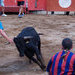 Los correbous podrían desaparecer en Badalona: avances de campaña