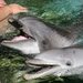 La India prohibirá los delfinarios