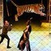 Senado aprueba prohibición de animales en circos en Colombia