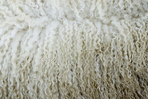 La lana: tormento animal | AnimaNaturalis