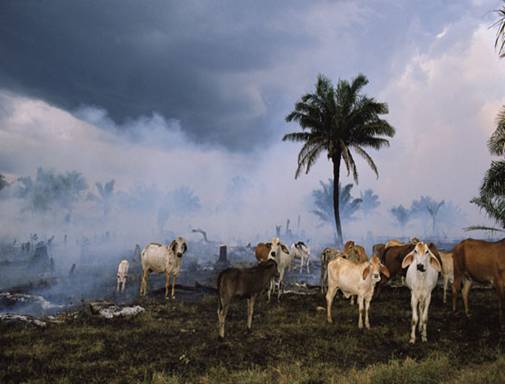 Alimentación y Cambio Climático Alimentación y Cambio Climático