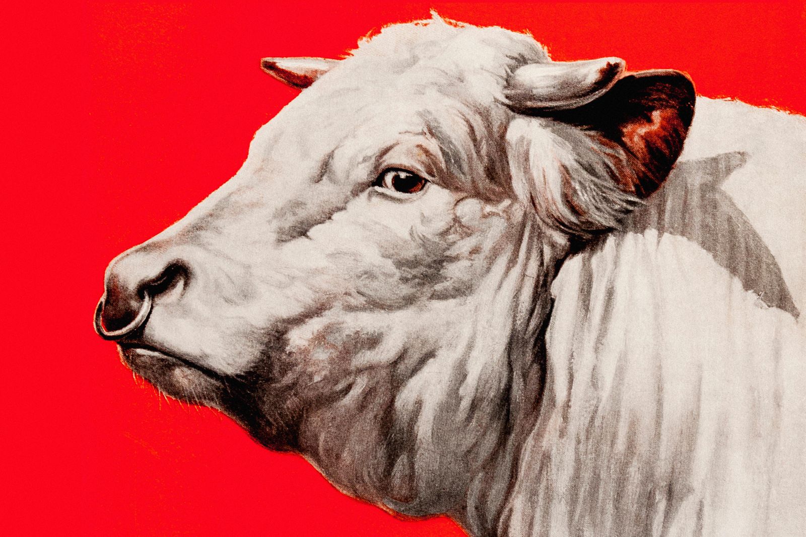 La carne ecológica no es comida sana La carne ecológica no es comida sana