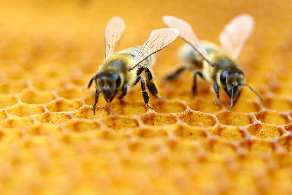 Las abejas y su miel Las abejas y su miel