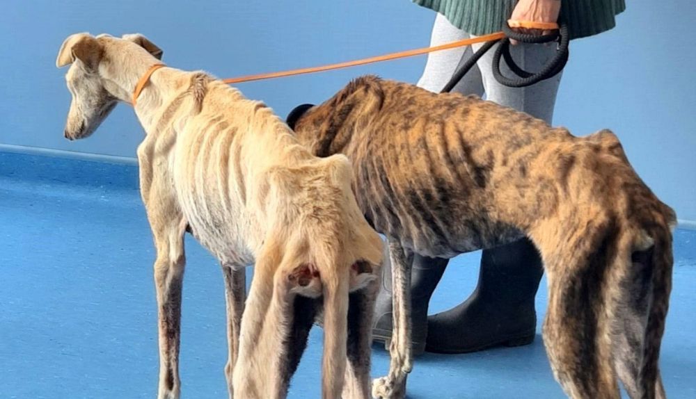 Más de 900 perros de caza fueron abandonados durante 2019 en Castilla-La Mancha: 785 fueron galgos
