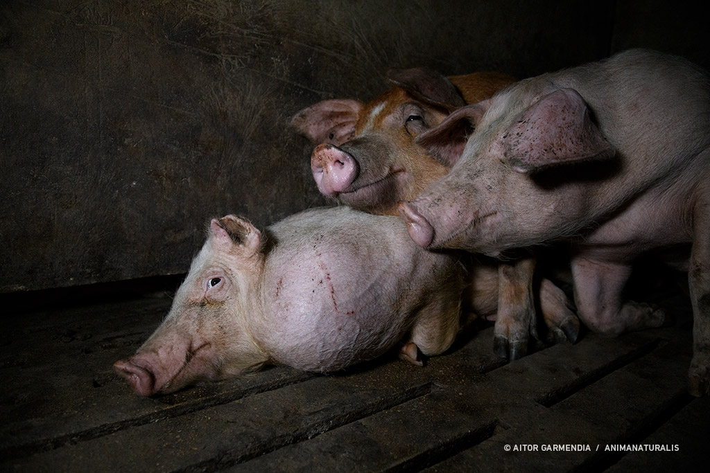 They are usually housed in groups, in closed enclosures inside the buildings, with hard concrete floors and grating under which the slurry accumulates