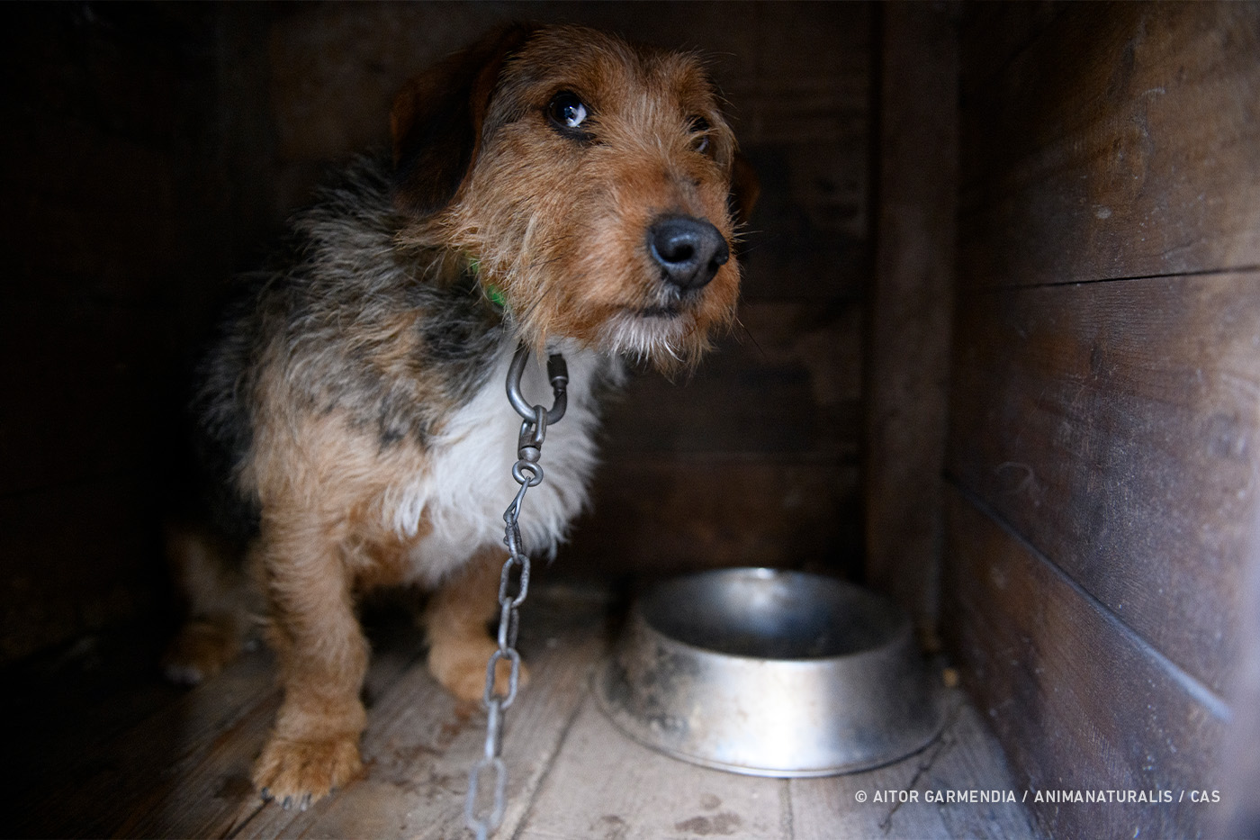 crucero Nos vemos mañana Oscuro Así viven los perros de caza en España | AnimaNaturalis