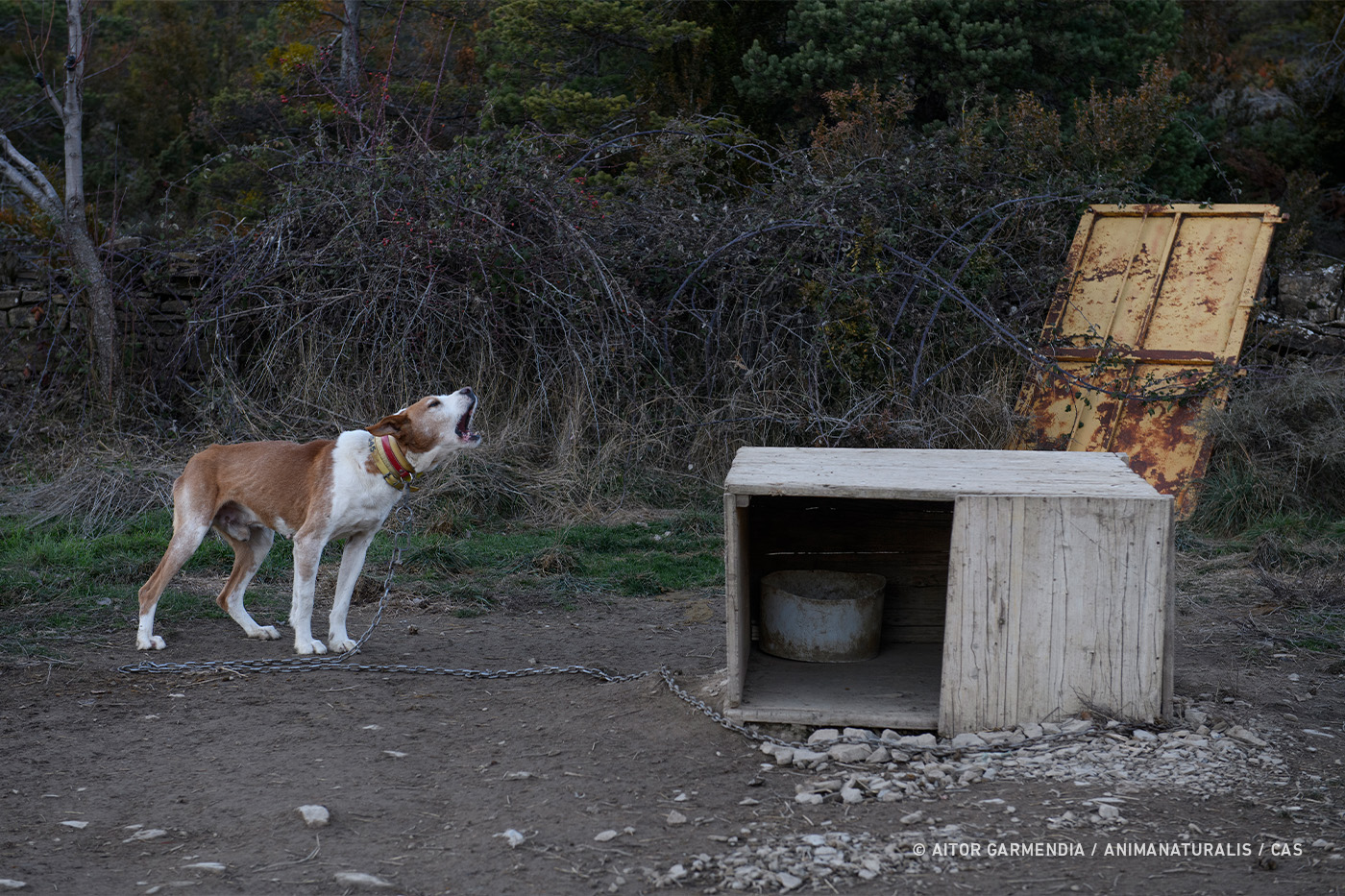 crucero Nos vemos mañana Oscuro Así viven los perros de caza en España | AnimaNaturalis