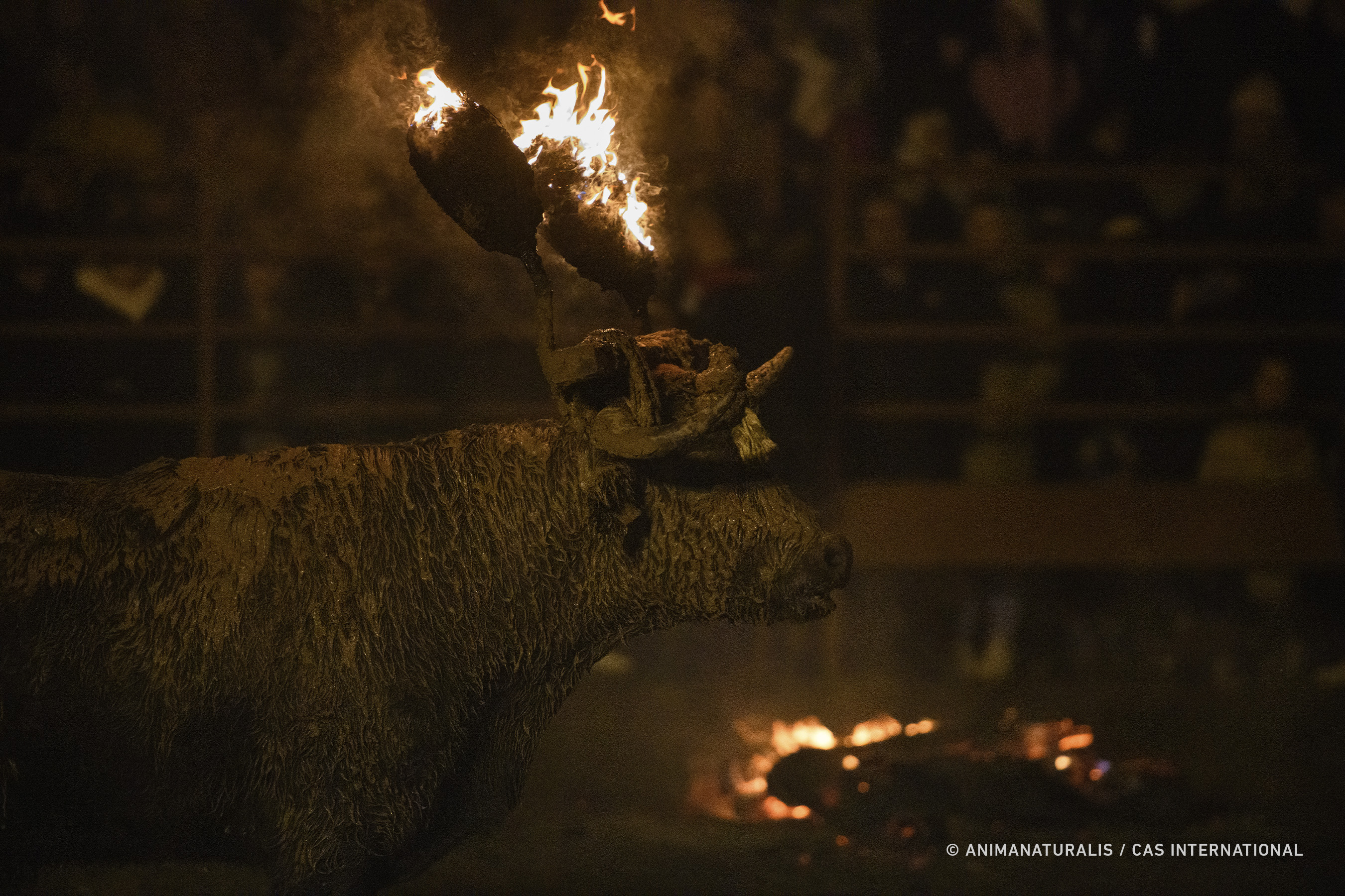 Medinaceli: A Tradition That Persists at the Expense of Animal ...