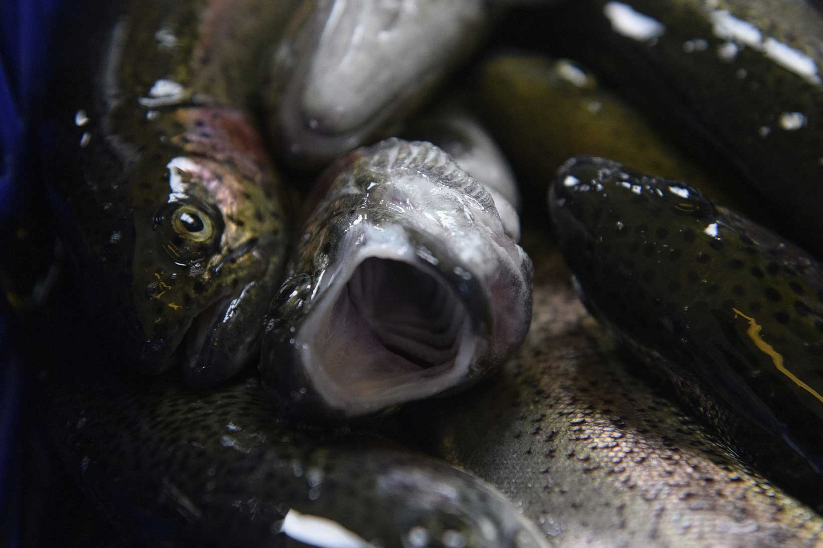 Let's ban fish farming!