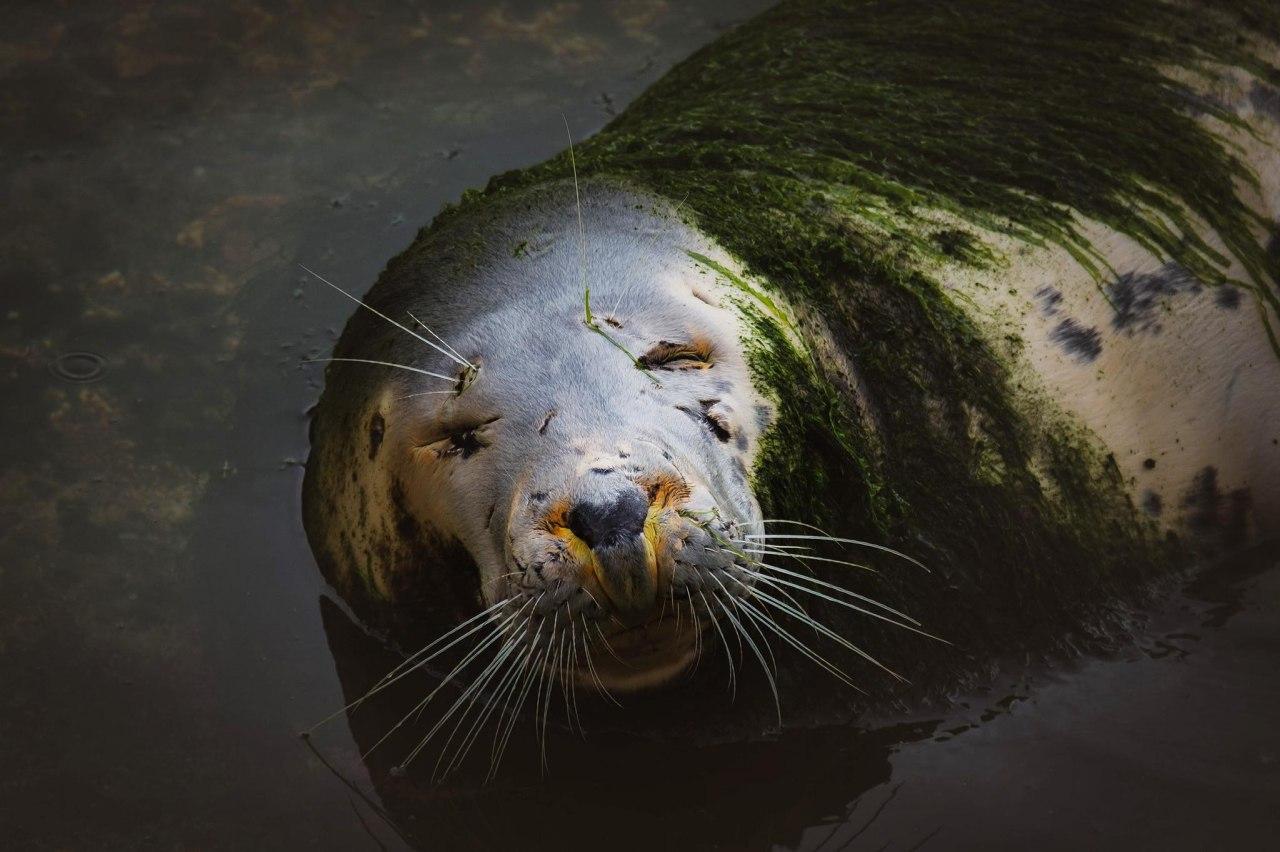 ¡Firma ahora para exigir actuaciones en el minizoo del Palacio de la Magdalena!