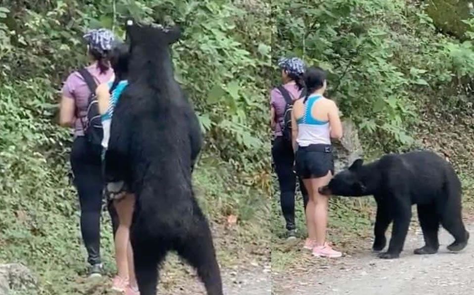 No envíen a un zoológico al oso capturado en el Parque Ecológico Chipinque ¡Firma la petición!  