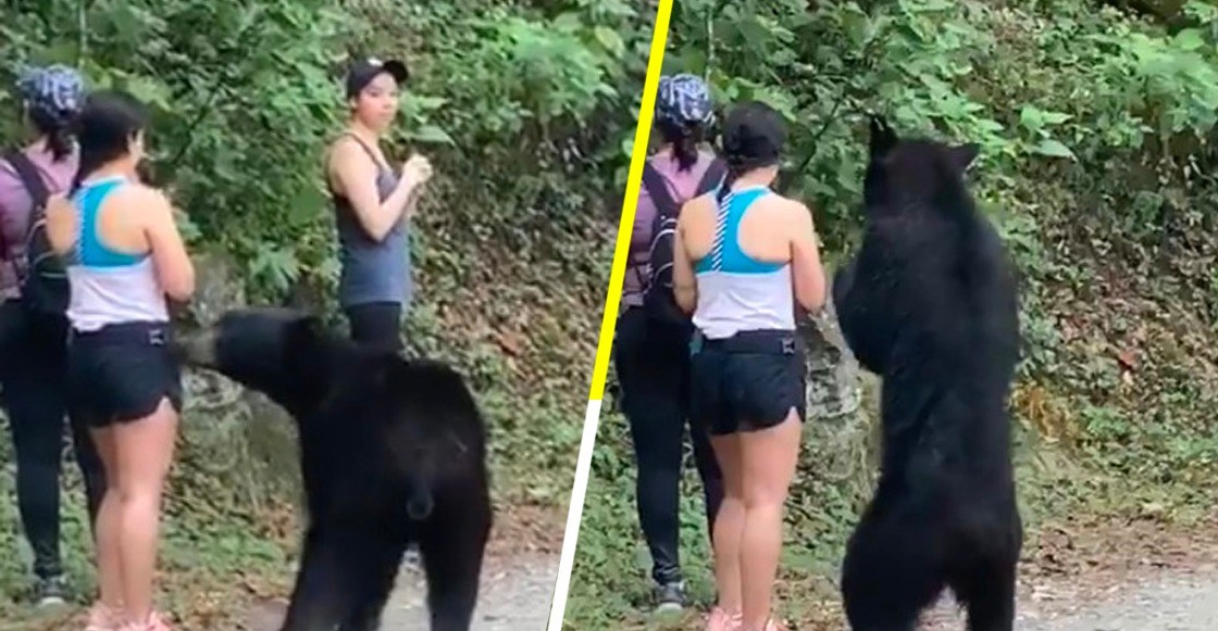 ¡Última noticia! Procuraduría Federal de Protección al Ambiente emite comunicado sobre la captura del oso de Chipinque