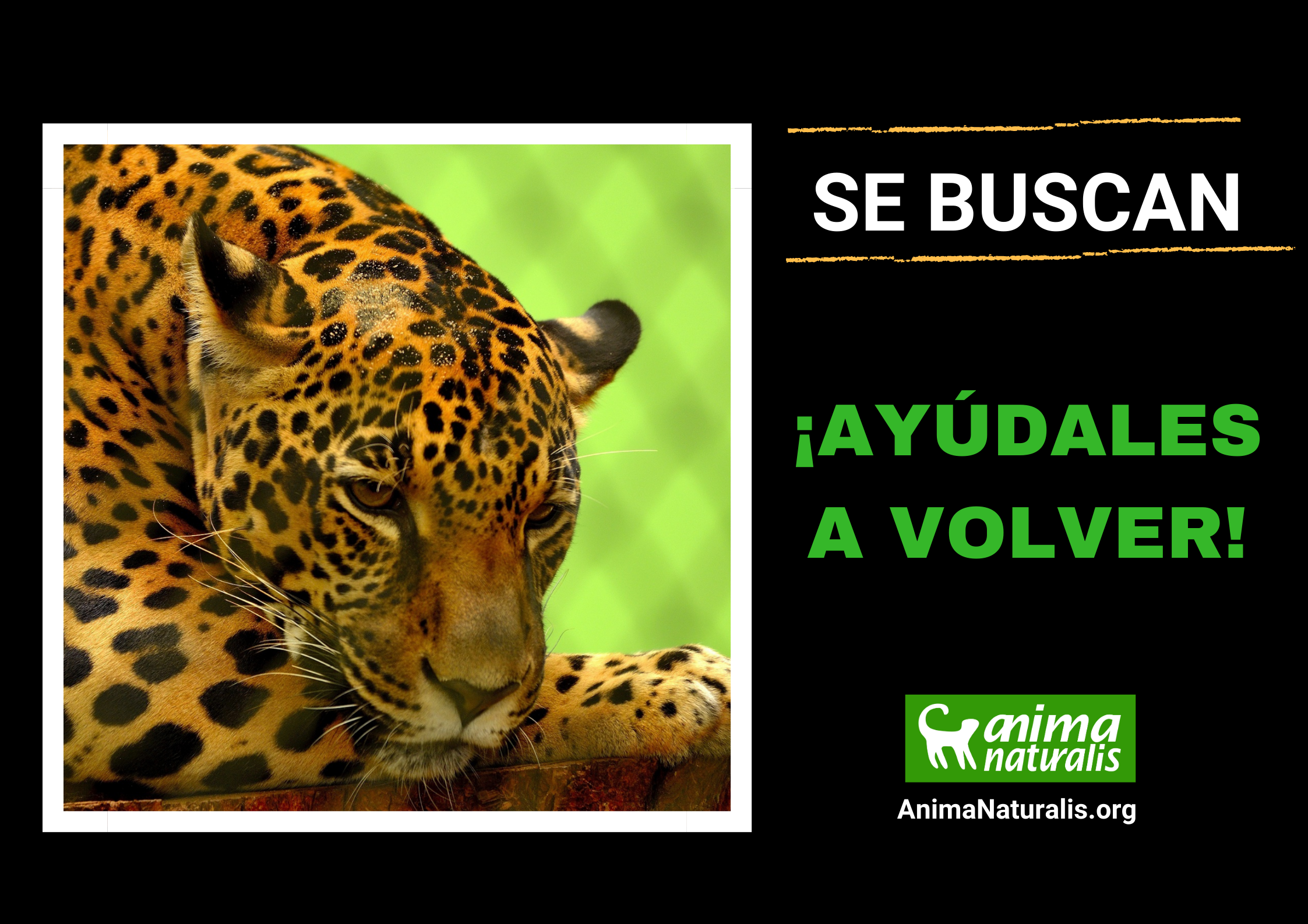 ¡Firma para que se investigue dónde están 970 animales silvestres desaparecidos que fueron decomisados por la PROFEPA! 