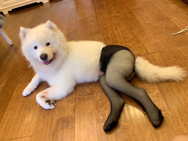 Exige a AliExpress que deje de fomentar la zoofilia