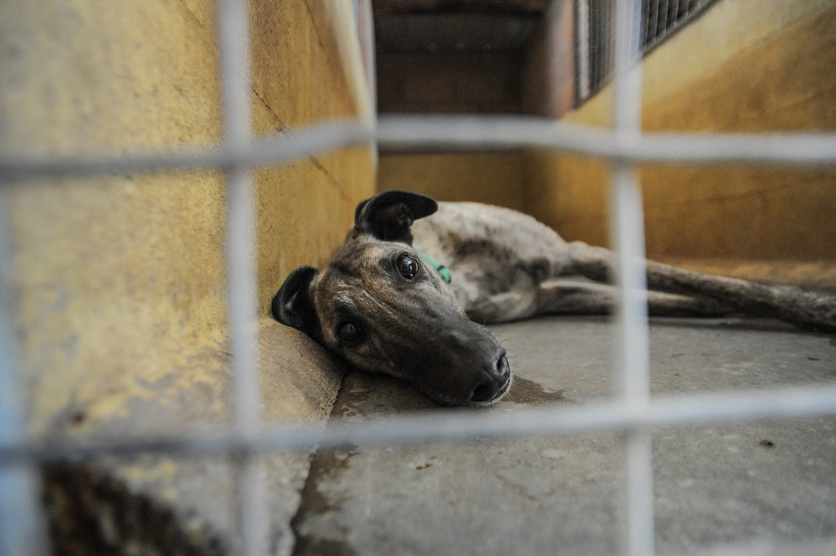 Salvemos a los galgos