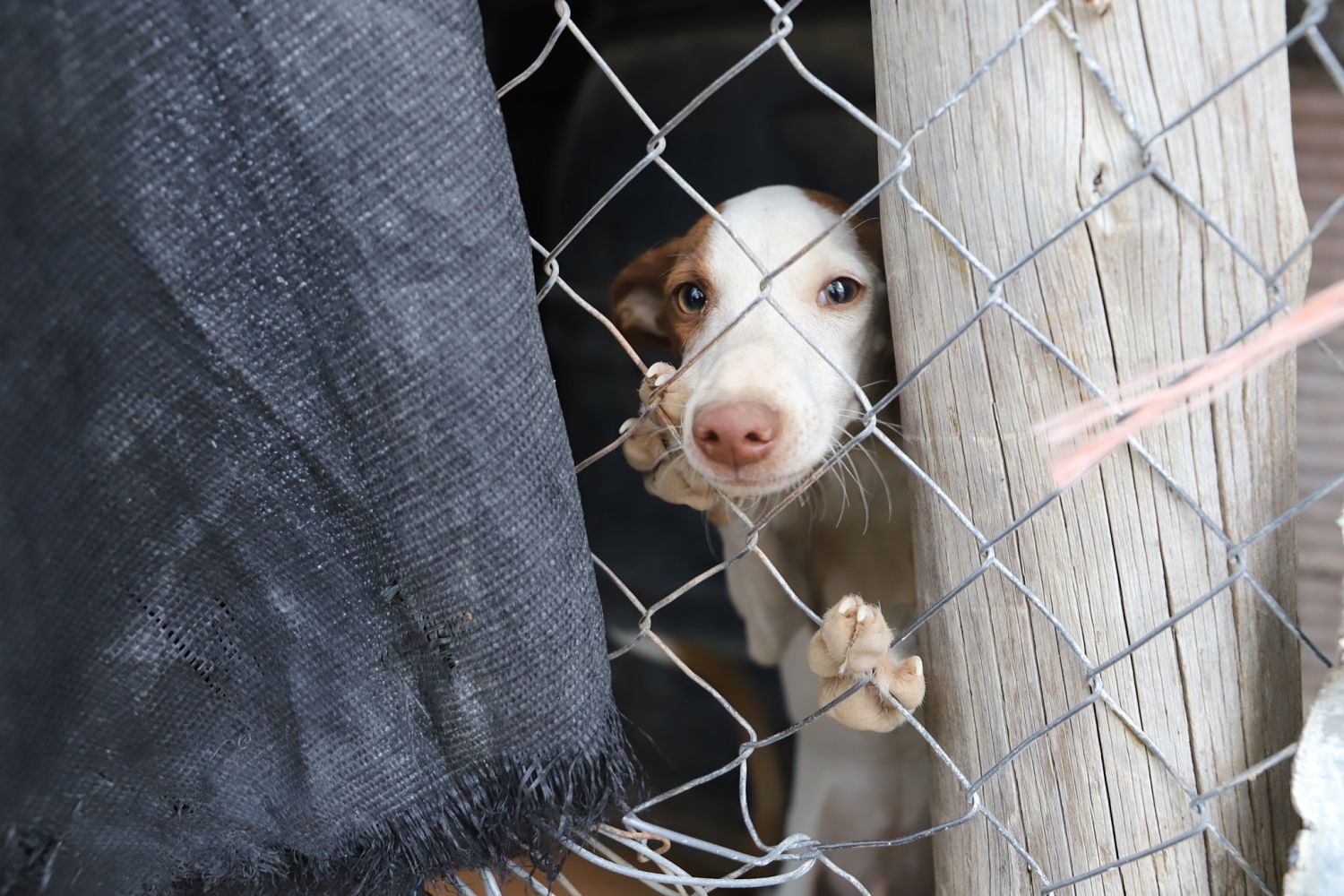 ¡Evita el bloqueo a la Ley de Protección Animal!