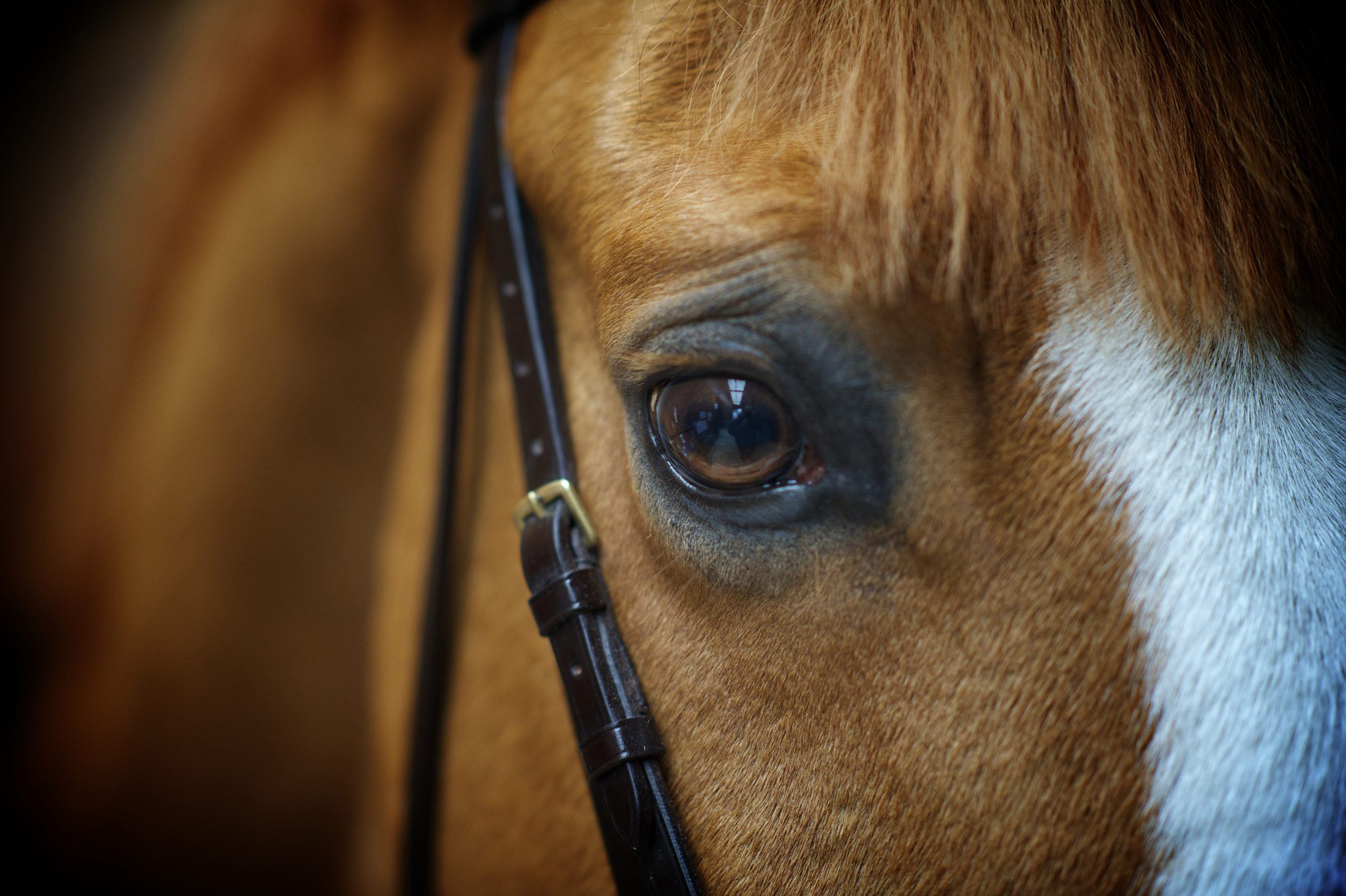 #StopGaleras por el bien de los caballos!!