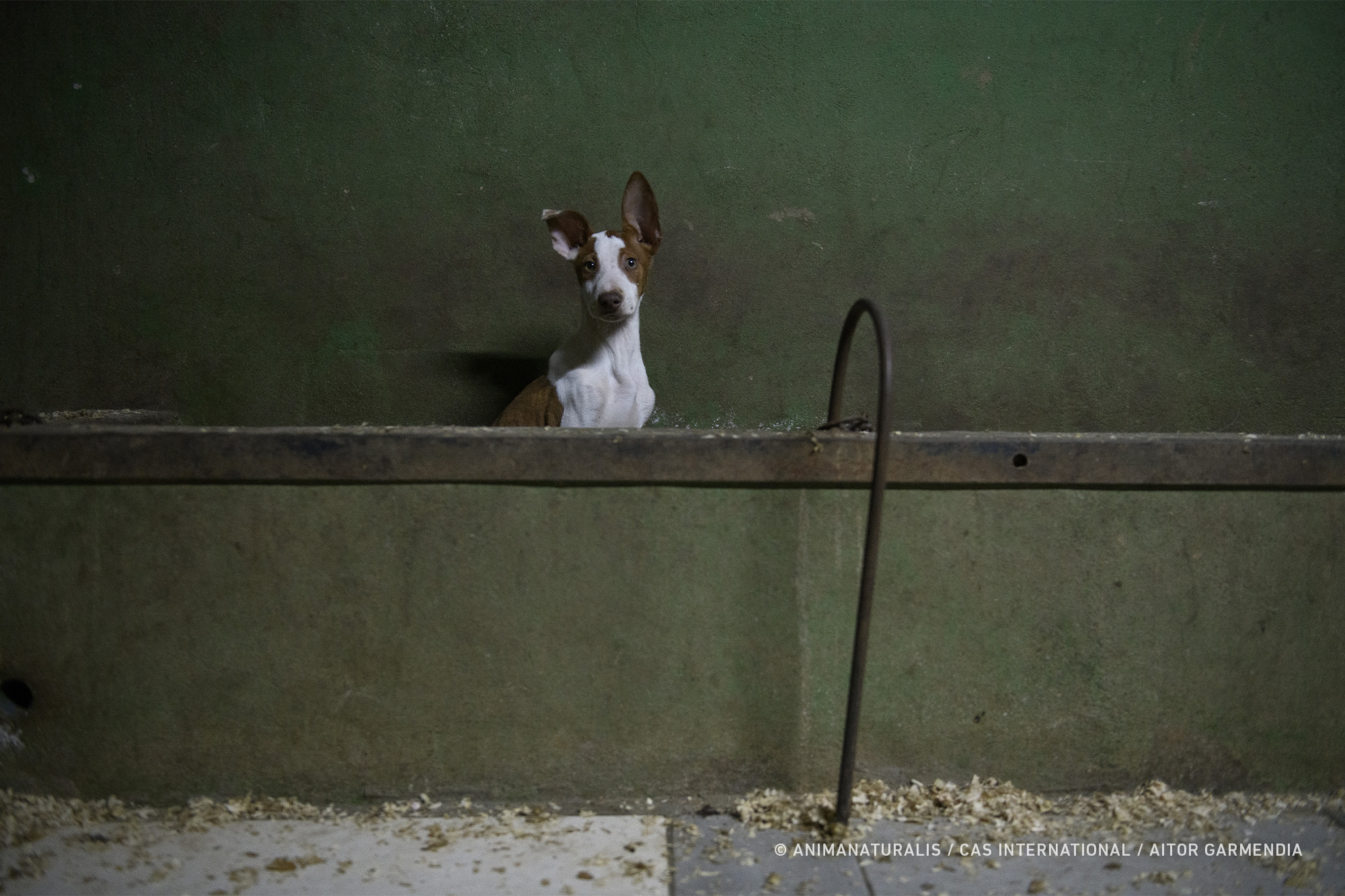 El PP amenaza con derogar la Ley de Protección Animal de La Rioja