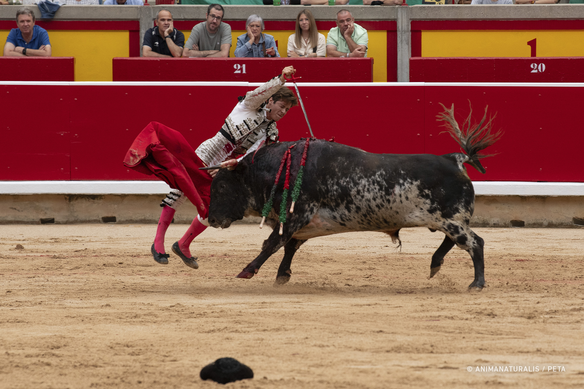  ¡No a la declaración de Palma como Ciudad Taurina y promotora de la tauromaquia!