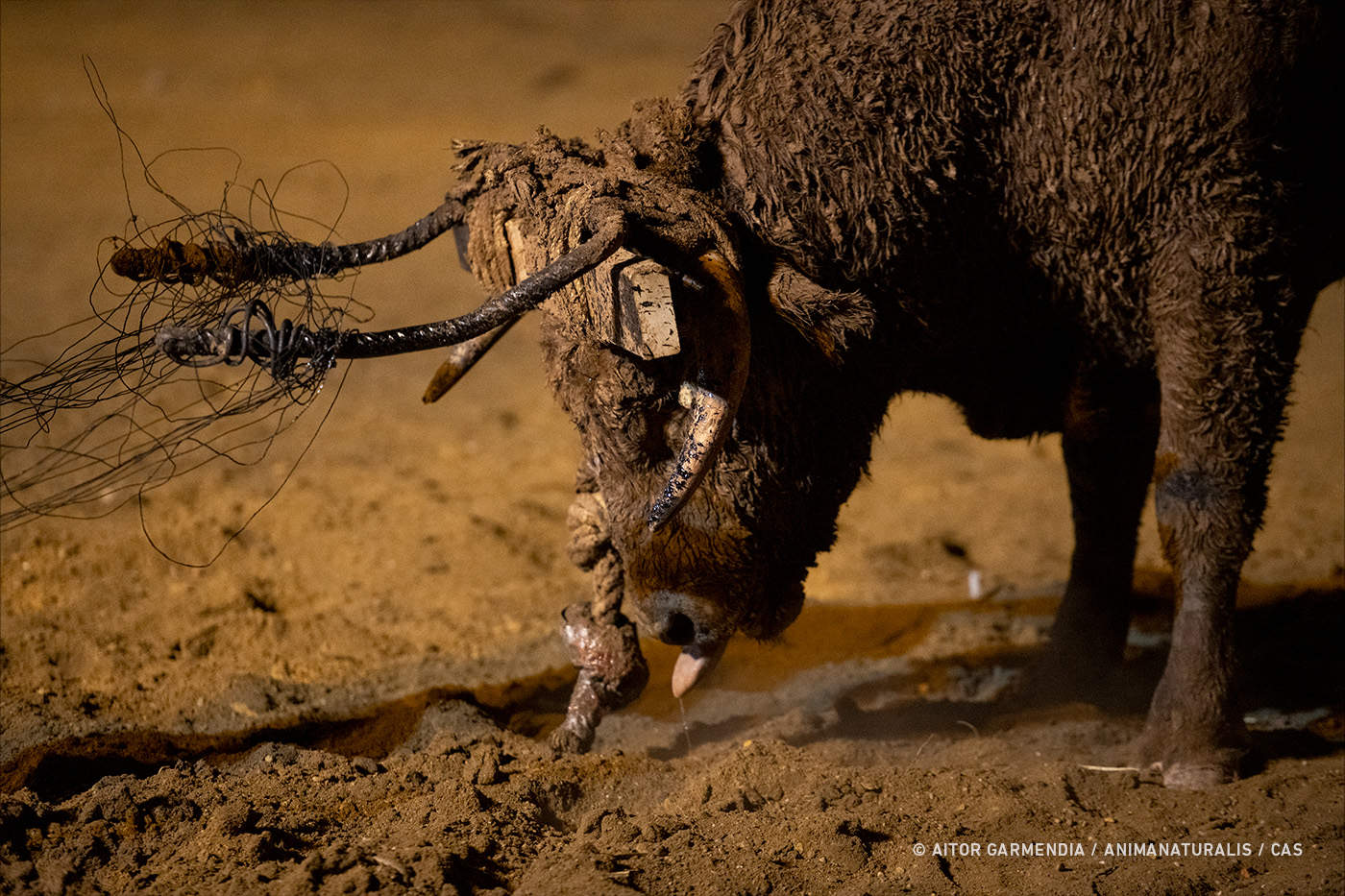 ¡Actúa! Salva al Toro Jubilo de 2023