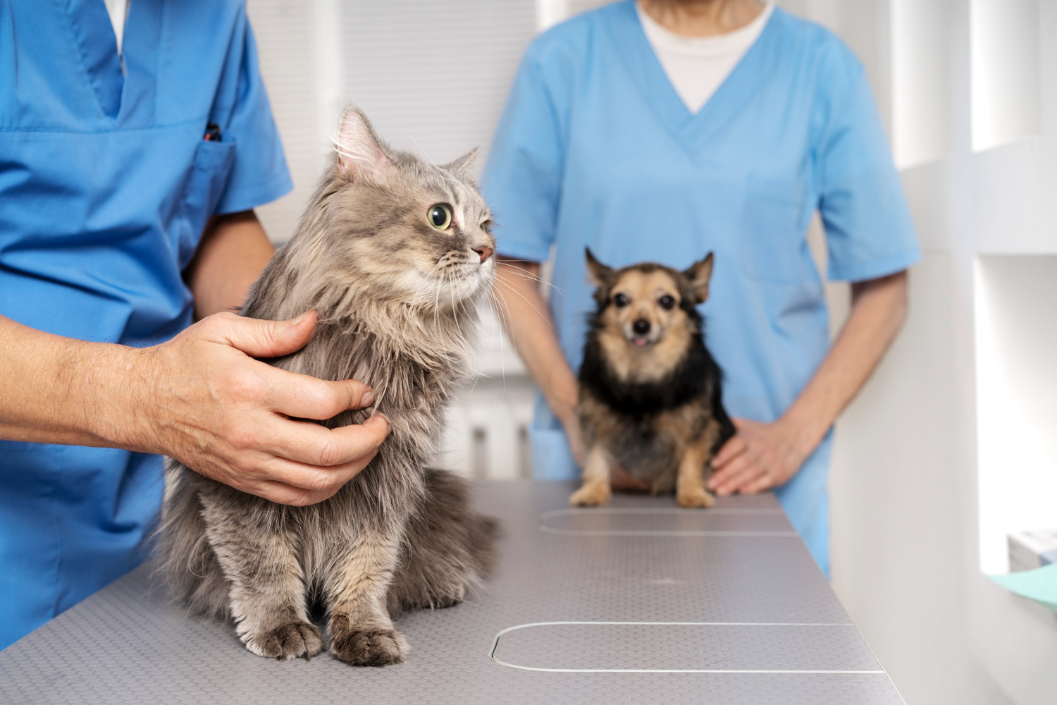 Burocracia sanitaria pone en peligro la salud de los animales 