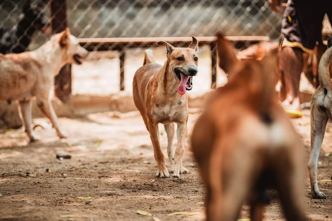 Demand that the European Union does not leave millions of dogs and cats unprotected against illegal breeding!