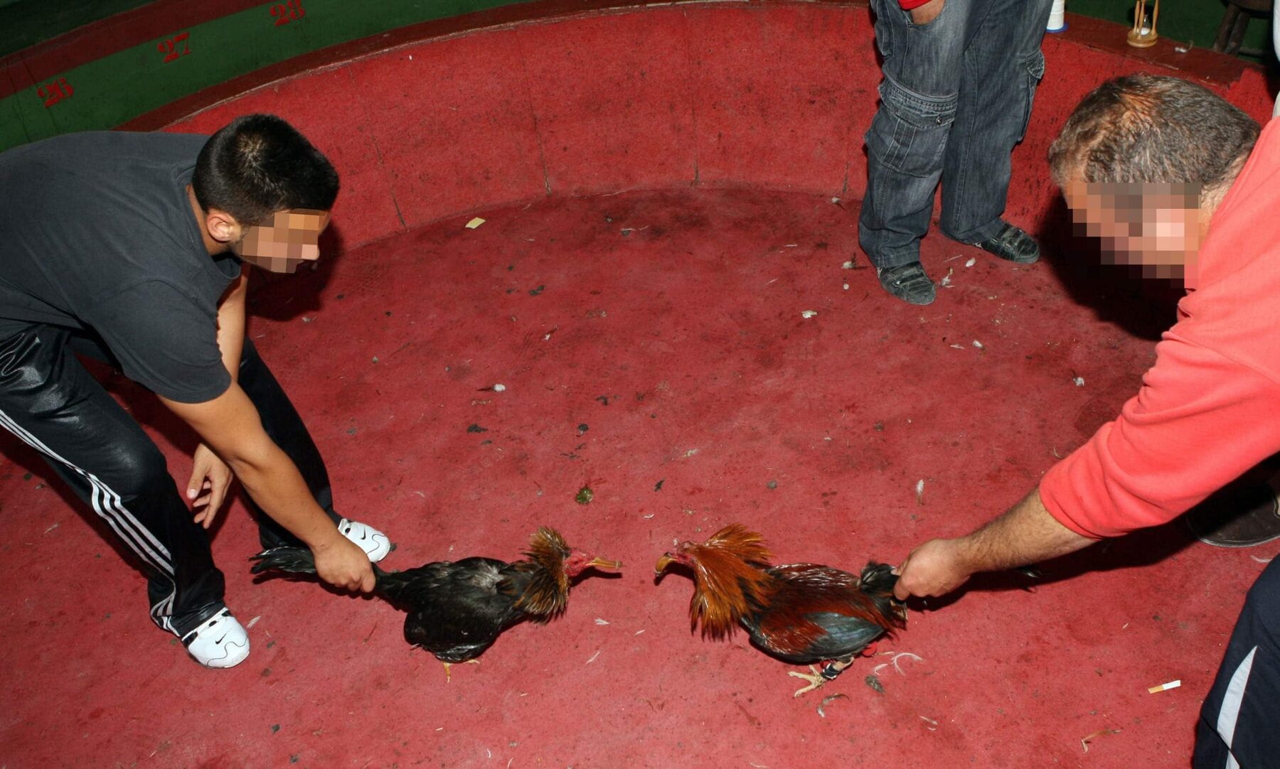 Two autonomous communities keep alive the legal exception that protects cockfighting