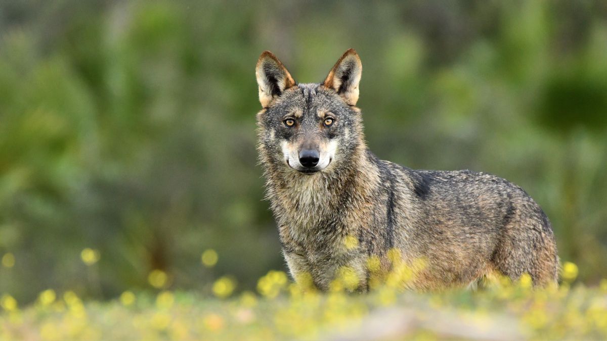 Participa en el trámite de información pública del informe sexenal del lobo: ¡No a los controles letales!