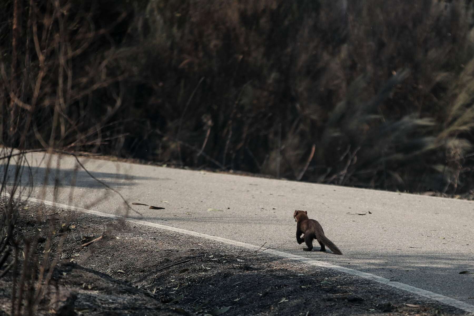 Madrid prohíbe la caza en los montes calcinados, por ahora