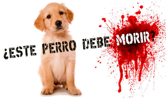 ¡Salva la vida de los animales de los antirrábicos!  ¡Firma por un #SacrificioCero!