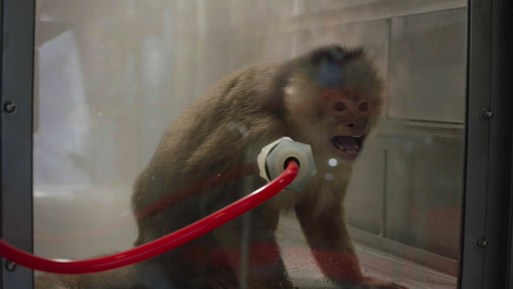 Volkswagen se disculpa por experimentos con monos