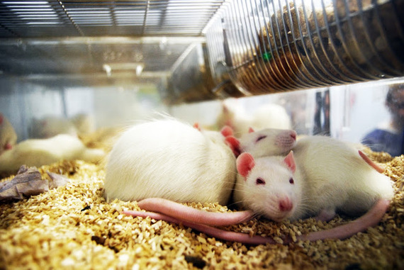 121 laboratorios españoles firman un acuerdo de transparencia en el uso de animales en experimentación