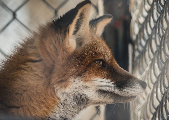 República Checa promulga la ley que prohibe la totalidad de las granjas para pieles