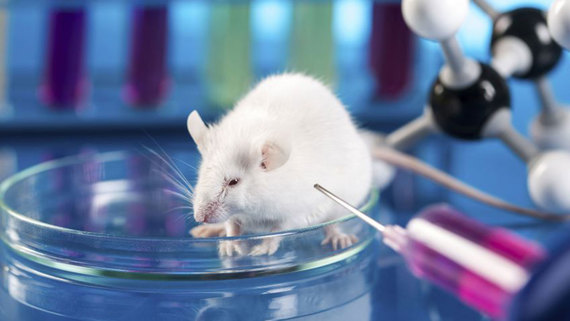 Más del 95% de los animales utilizados en laboratorios sufrieron dolor en 2018