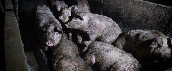 Una nueva cepa de gripe porcina en China podría convertirse en pandemia