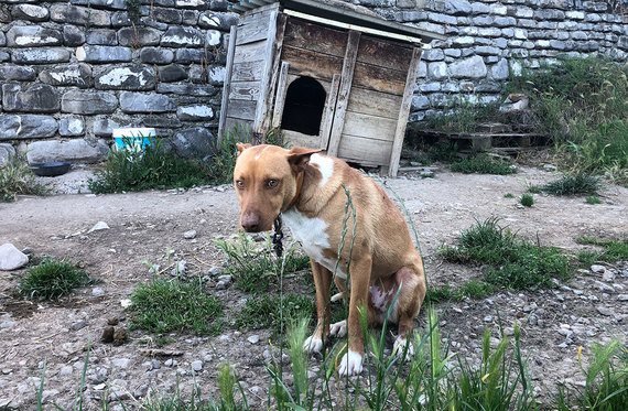 Las otras víctimas de la caza