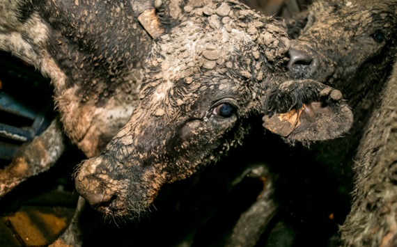 Los barcos de la muerte: La exportación de ganado en pie en Colombia