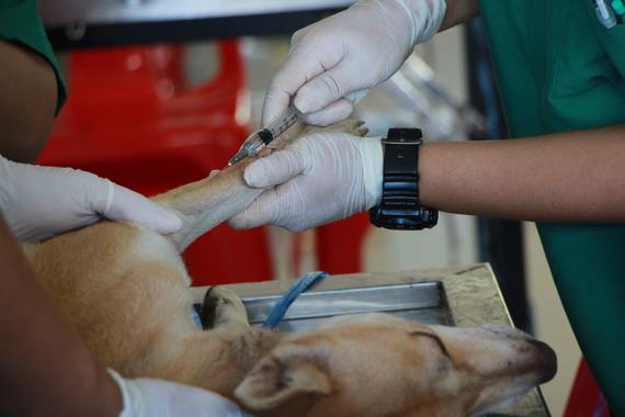 Montenegro prende alarmas por falsos veterinarios