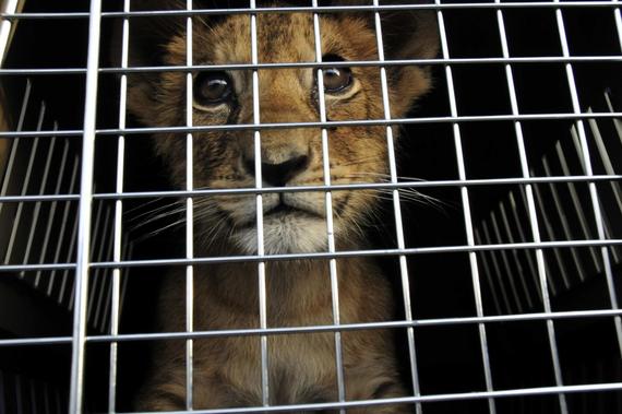 Francia prohibirá el uso de animales salvajes en circos y la cría de visones 