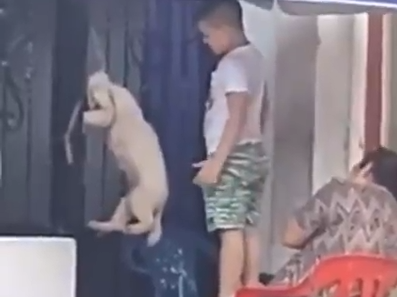 Maltrato animal en Villavicencio