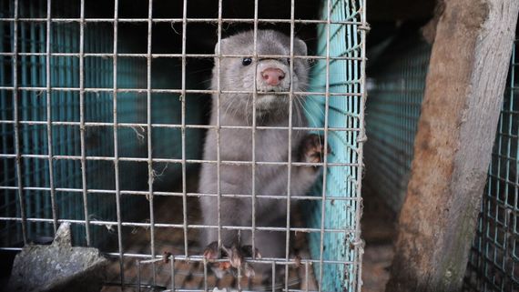 Hungría prohíbe el cultivo de piel de visón y zorro