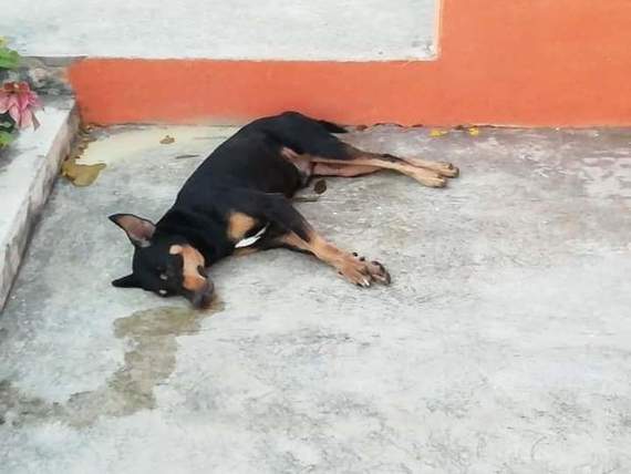 Envenenamiento de animales en corregimiento de Sincelejo