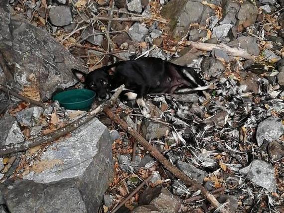 Perra embarazada perdió a sus cachorros por culpa de la pólvora en Cali