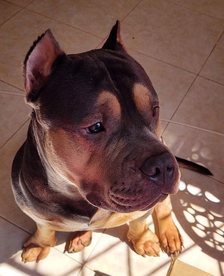 Homero, una doble víctima del maltrato y la explotación