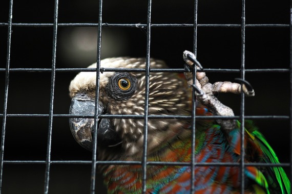 Bogotá prohíbe el comercio de animales vivos en plazas de mercado