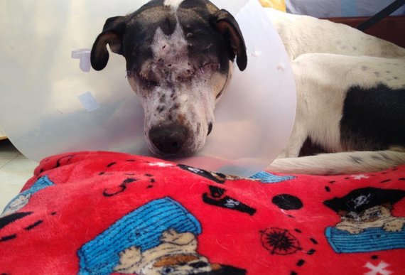 Fiscalía condena al hombre que dejó ciego a un perro en Zipaquirá