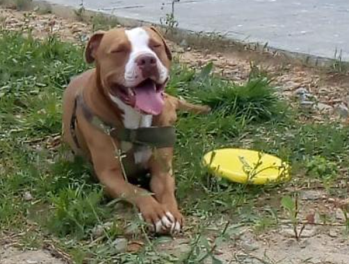 Condenado hombre que atacó con arma blanca a un perro Pitbull en Caldas