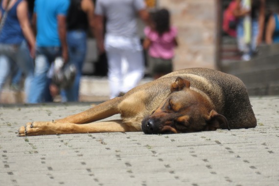 Alcalde de Ubaté propuso sacrificar a los perros callejeros del municipio